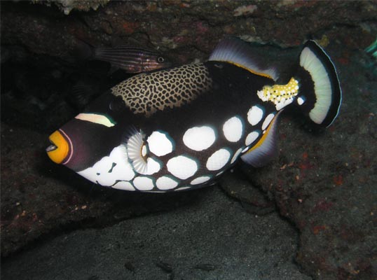 Bali Specialty Diving Courses AWARE Fish Identification Blue Season