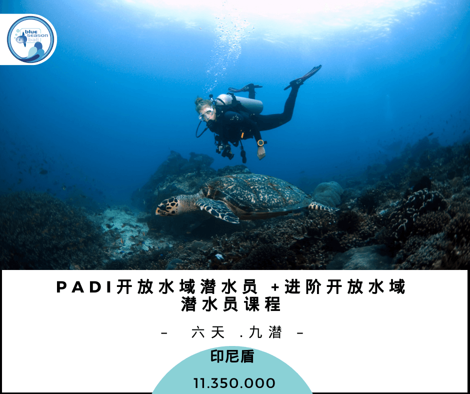 Padi 开放水域潜水员 进阶开放水域潜水员课程 Cn Bali Scuba Diving Padi Diving Course Snorkeling Blue Season Bali