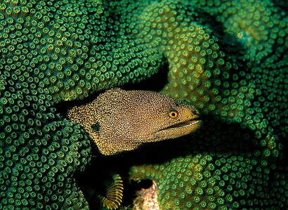 My 3 favourite Bali fish I saw on my Open Water Diver Course! | Blue ...