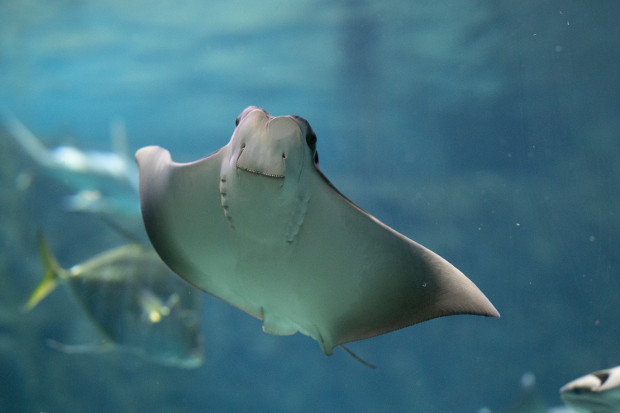 Types Of Manta Rays In Bali: Facts And Information