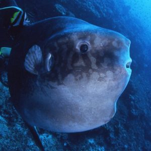 Scuba Diving Safari Bali: Mola Mola Diving Day Trips | Blue Season Bali