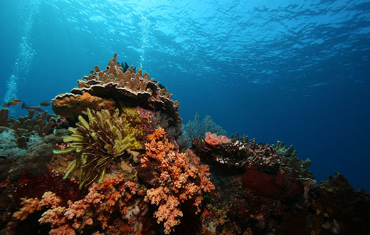 Best Snorkeling Sites in Bali - Blue Season Bali