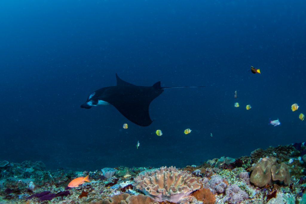 Nusa Penida Diving