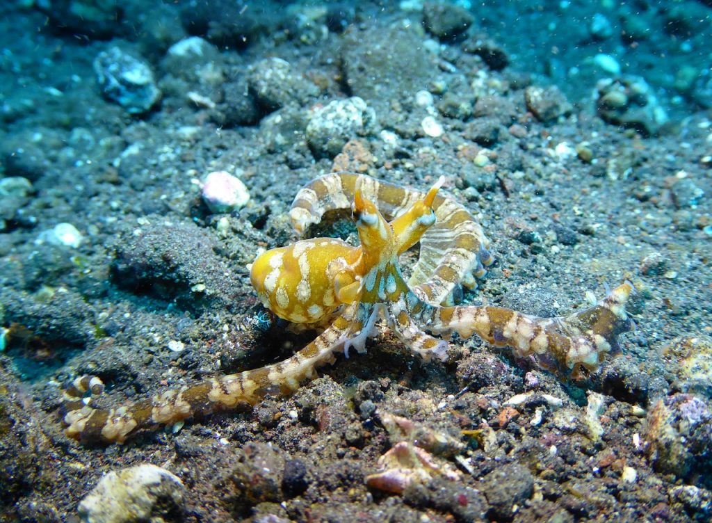 tulamben diving